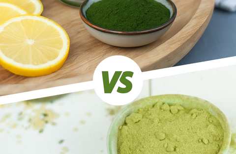 Bio Gerstengrassaftpulver und Gerstengraspulver in Servierschalen mit einer Scheibe Zitrone auf einem Tablett