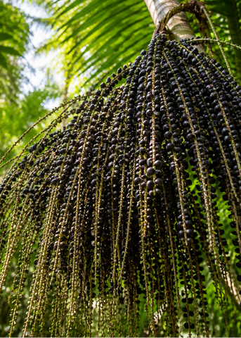 Acai Pulver BIO