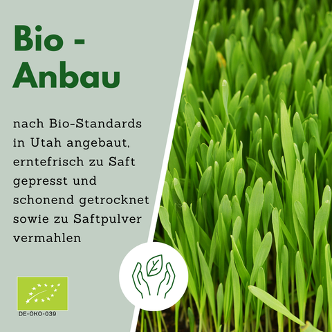 Bio Anbau bio Gerstengrassaftpulver