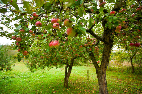 Apfelessig BIO naturtrüb