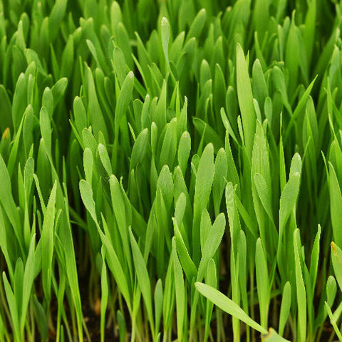 GerstengrasSAFTpulver BIO