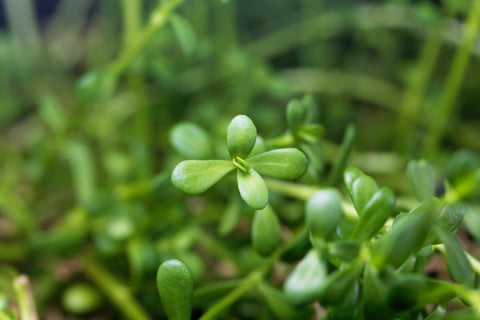 Bio Brahmi Kapseln - vegan