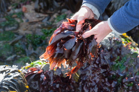 Dulse Flocken bio