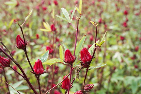 Hibiskusblüten ganz BIO