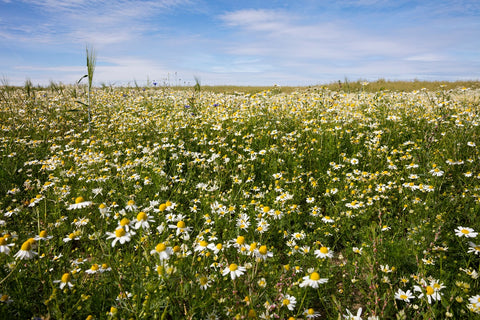 Kamillenblüten ganz BIO