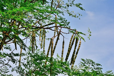 BIO Moringa Kapseln - vegan