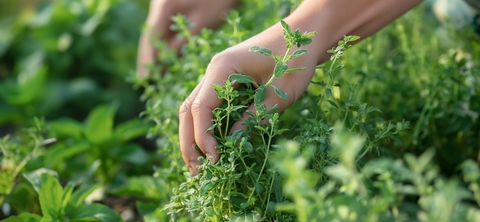 Oregano Öl Kapseln BIO - vegan
