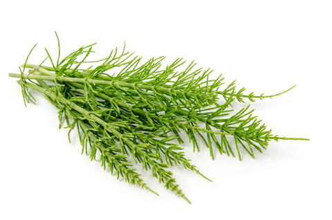 Schachtelhalmkraut BIO