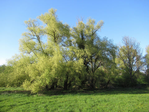 Weidenrinde BIO