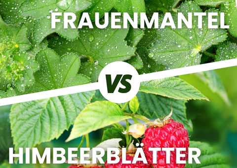 Fotovergleich von Frauenmantel- und Himbeerblättern