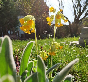 Frühlingsblüher