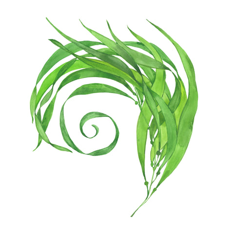 Spirulinaalge