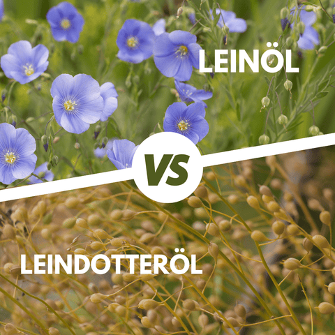 Leinöl und Leindotteröl, wo liegen die Unterschiede? - bioKontor
