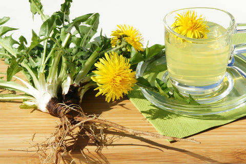 Löwenzahn-Sud - bioKontor