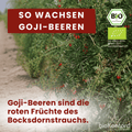 Bio Goji Beeren