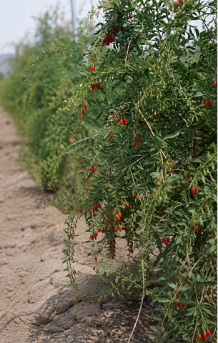 Bio Goji Beeren
