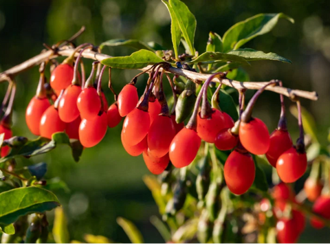 Bio Goji Beeren