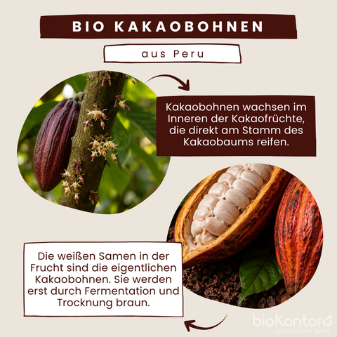 Kakaofrüchte zur Gewinnung von Kakaobohnen für Kakaonibs von bioKontor