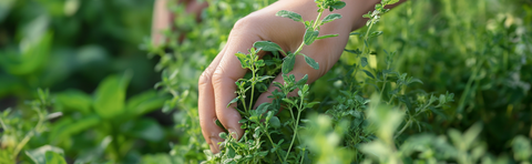 Oregano auf dem Feld vor der Ernte 