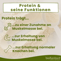 Proteinfunktion erklärt von biokontor