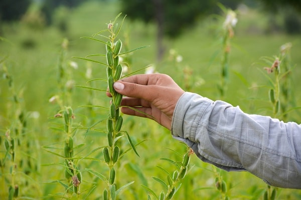 Bio Sesampflanze auf dem Feld vor der Ernte, geröstetes Sesamöl der Ölmühle SOlling
