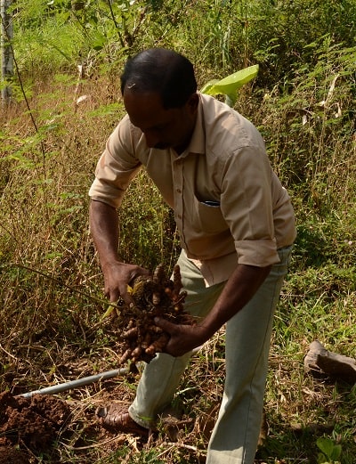 bioKontor bei der Ernte von Kurkumawurzeln in Indien