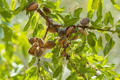 Bio Mandelbäume mit reifen Mandeln vor der Ernte