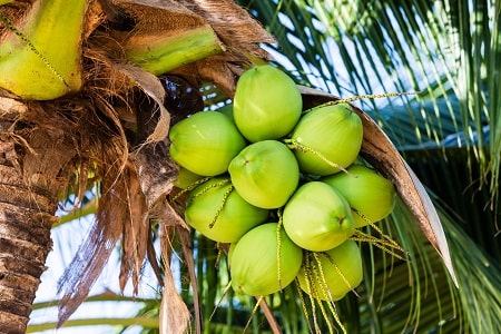 Grüne Kokosnüsse an einer Kokospalme vor der Ernte