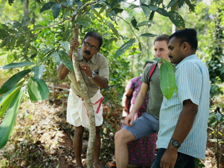 bioKontor vor Ort in  Indien bei der Ceylon Zimt Ernte